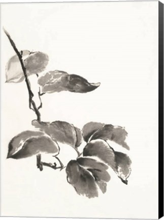 Framed Sumi Kiwi Print