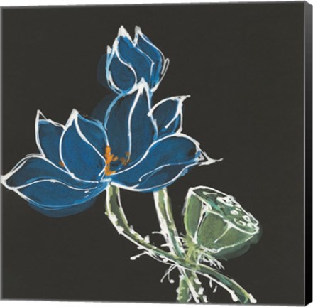 Framed Lotus on Black VII Print