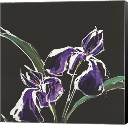 Framed Iris on Black I Print