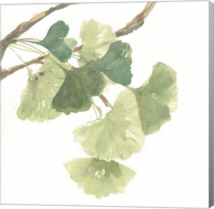 Framed Gingko Leaves I on White Print