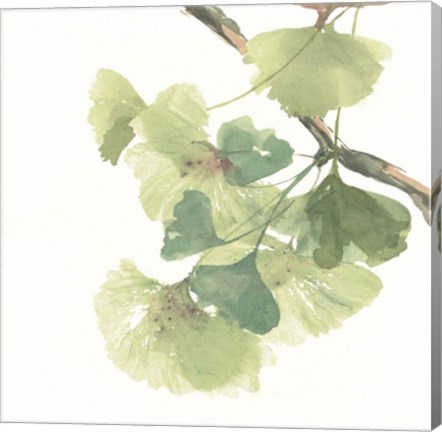 Framed Gingko Leaves II on White Print