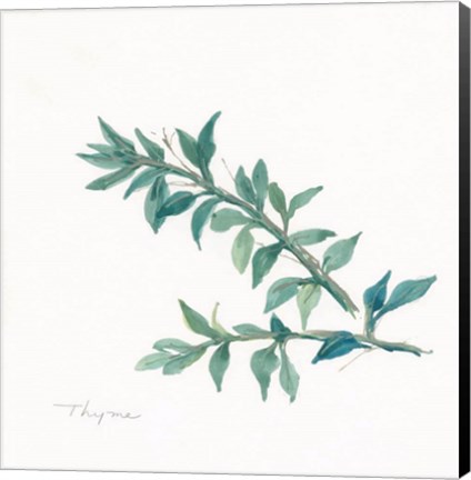 Framed Thyme II Print