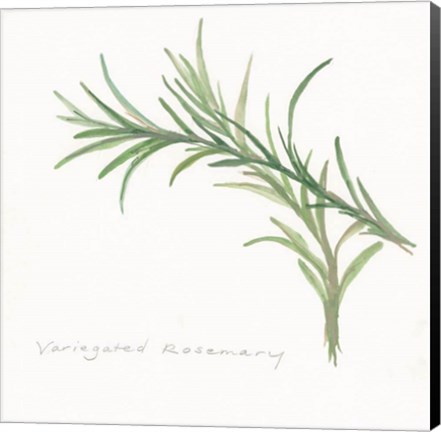 Framed Variegated Rosemary II Print