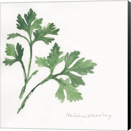 Framed Italian Parsley II Print