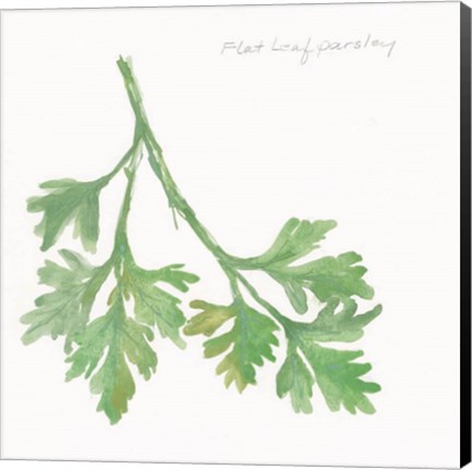 Framed Flat Leaf Parsley Print