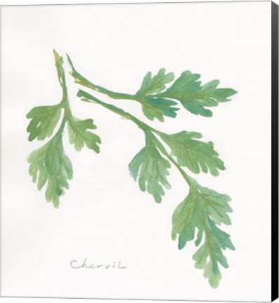 Framed Chervil Print