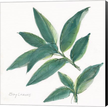 Framed Bay Leaf Print