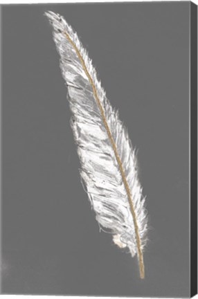 Framed Gold Feathers VI on Grey Print