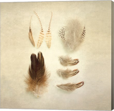 Framed Feathers II Square Print