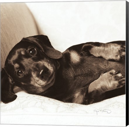 Framed Dachshund Diva Crop Print