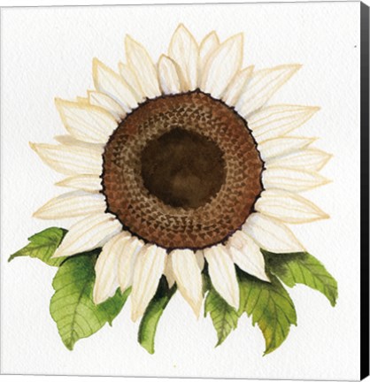 Framed Autumn Elegance White Sunflower Print