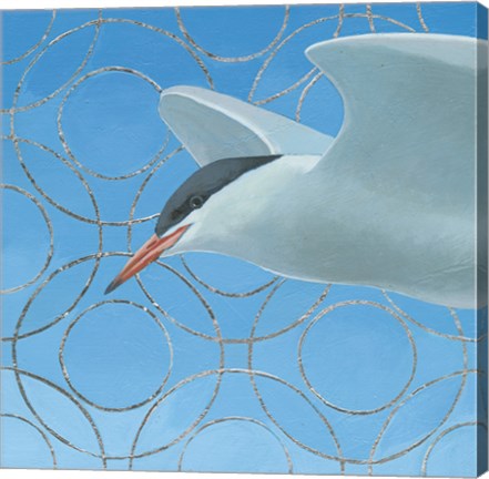 Framed Common Tern Print