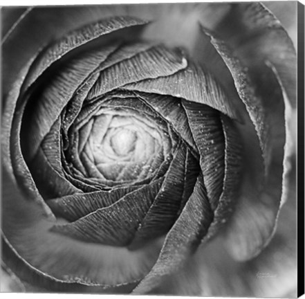 Framed Ranunculus Abstract I BW Print