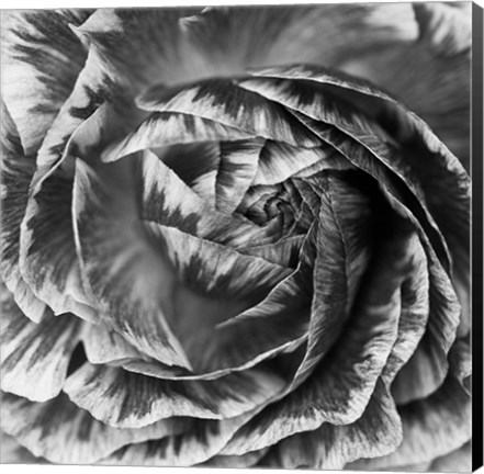 Framed Ranunculus Abstract IV BW Print