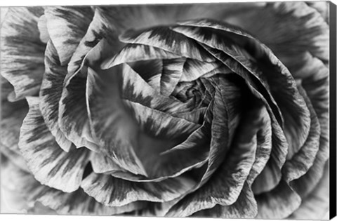 Framed Ranunculus Abstract VI BW Print