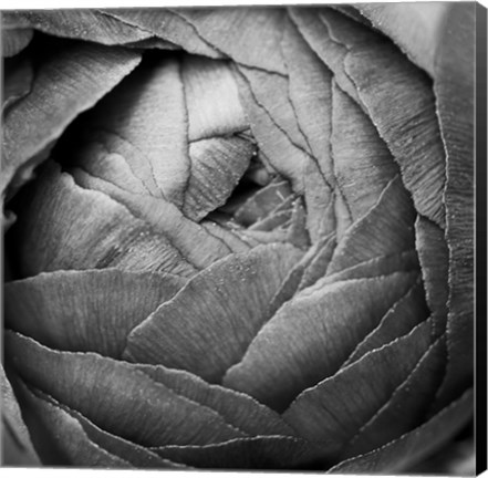 Framed Ranunculus Abstract III BW Print