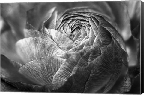 Framed Ranunculus Abstract V BW Print