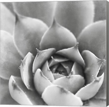 Framed Garden Succulent III Print