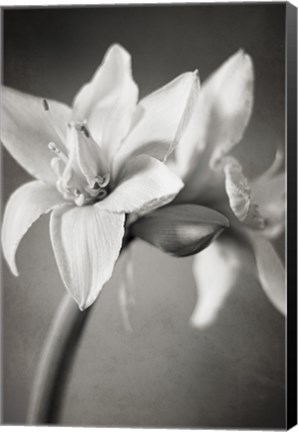 Framed White Amaryllis I Print