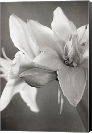 Framed White Amaryllis II Print