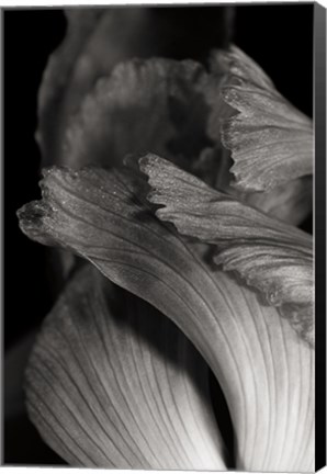 Framed Iris Abstract I Print