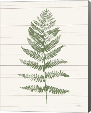 Framed Fern Print II Crop Print