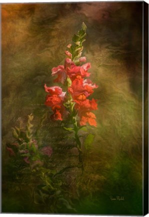 Framed Snapdragon Twilight II Print