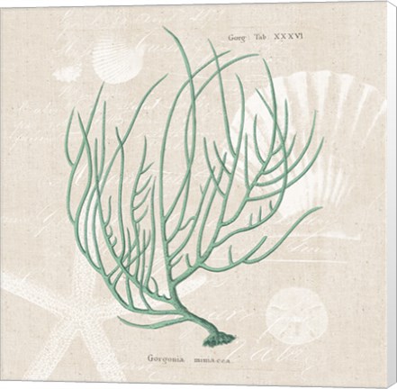 Framed Gorgonia Miniacea on Linen Sea Foam Sq Print