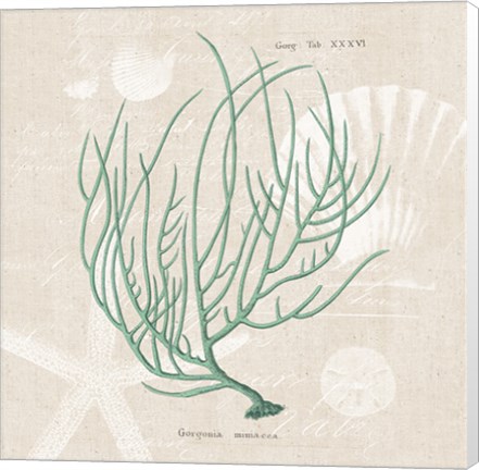 Framed Gorgonia Miniacea on Linen Sea Foam Sq Print