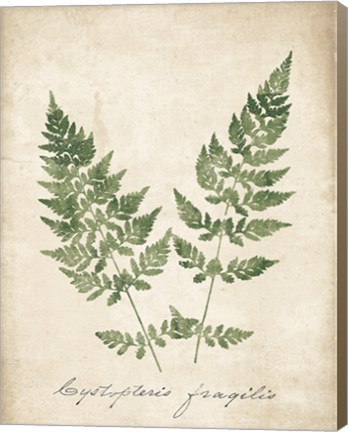 Framed Vintage Ferns VII no Border Print