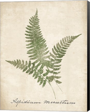 Framed Vintage Ferns X no Border Print