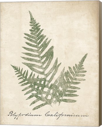 Framed Vintage Ferns XI no Border Print