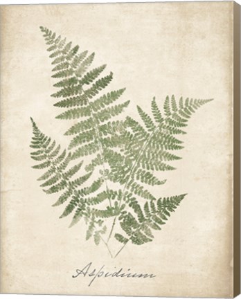 Framed Vintage Ferns IX no Border Print