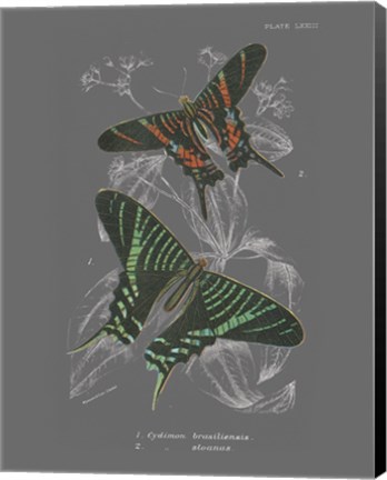 Framed Lepidoptera II Print