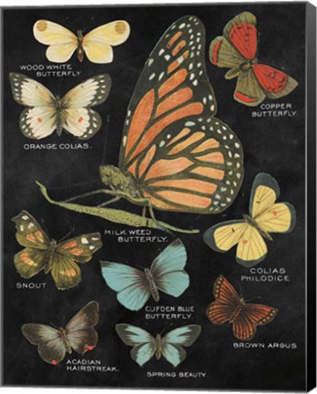Framed Botanical Butterflies Postcard II Black Print
