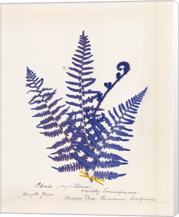 Framed Botanical Fern IV Blue Print