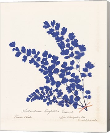 Framed Botanical Fern III Blue Print