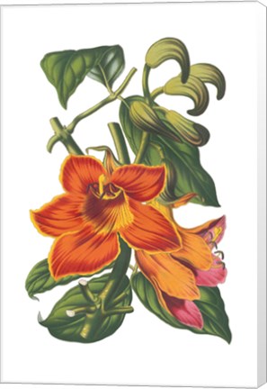 Framed Antique Botanical XVIII Print