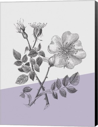 Framed Conversations on Botany IV Color Block Print