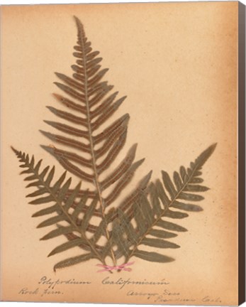 Framed Botanical Fern XI Print