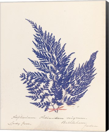 Framed Botanical Fern XVIII Blue Print