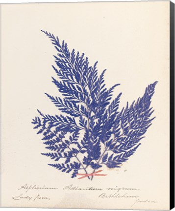 Framed Botanical Fern XVIII Blue Print