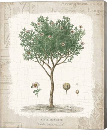 Framed Garden Trees I - Ciste de Crete Print