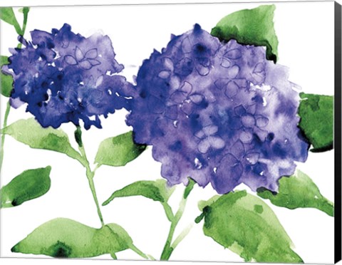 Framed Bright Hydrangeas Print