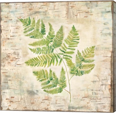 Framed Birch Bark Ferns II Print