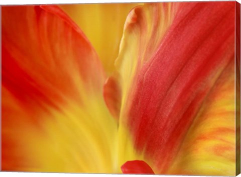 Framed Tulipa Print