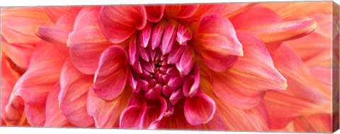 Framed Perfect Dahlia Print