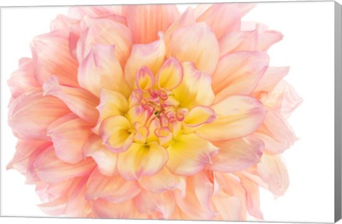 Framed Coral Dahlia Print