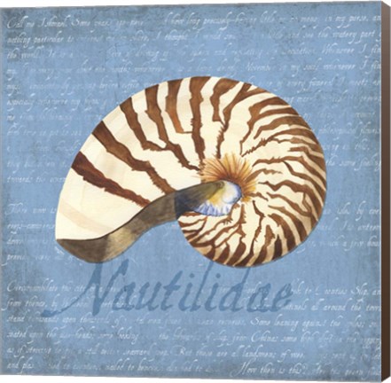 Framed Oceanum Shells Blue III Print