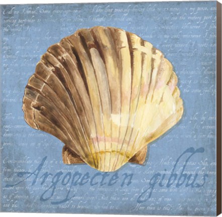 Framed Oceanum Shells Blue V Print